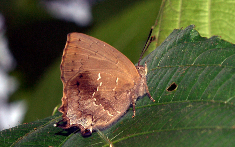 Common Acacia Blue